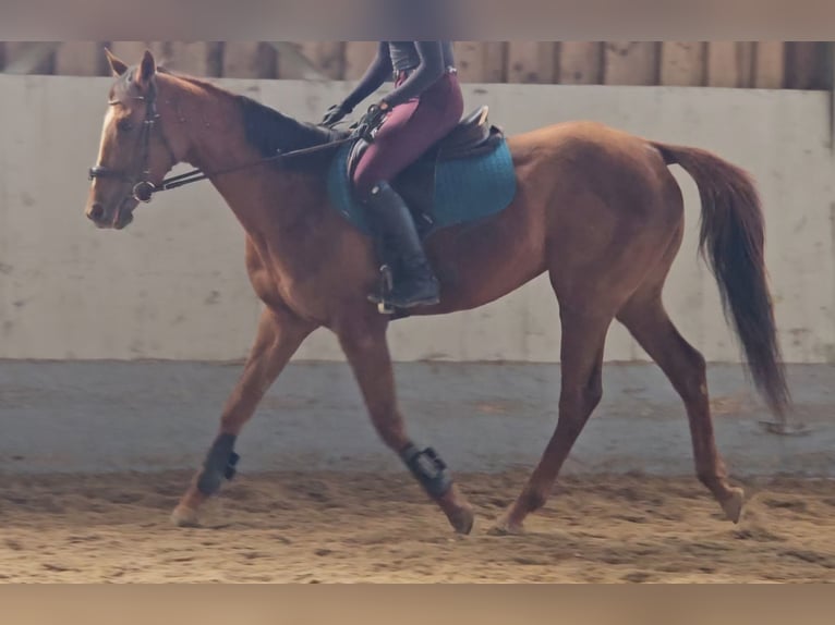 Pur-sang anglais Jument 5 Ans 160 cm Alezan in Kirchberg-Thening