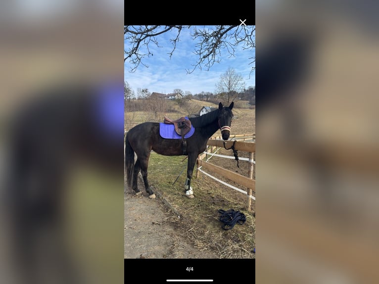 Pur-sang anglais Jument 5 Ans 163 cm Bai brun foncé in Feldbach