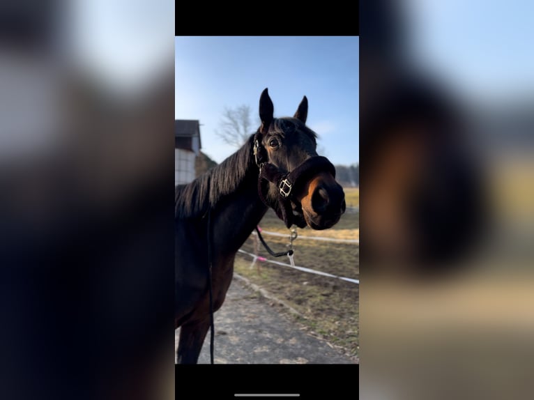 Pur-sang anglais Jument 5 Ans 163 cm Bai brun foncé in Krennach