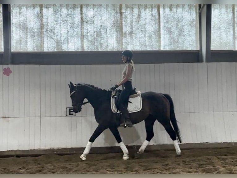 Pur-sang anglais Jument 5 Ans 163 cm Bai in Berlin