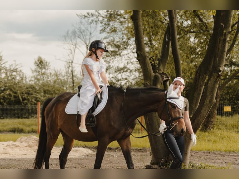 Pur-sang anglais Jument 5 Ans 163 cm Bai in Brynica