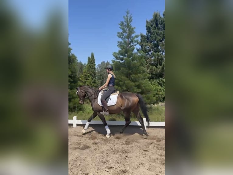 Pur-sang anglais Jument 5 Ans 163 cm in Berlin