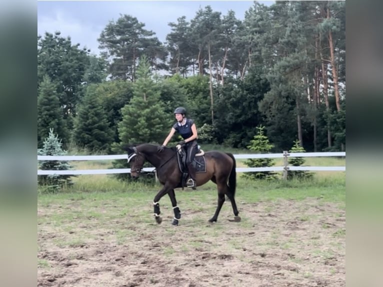Pur-sang anglais Jument 5 Ans 163 cm in Berlin