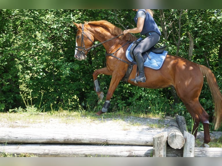 Pur-sang anglais Jument 5 Ans 164 cm Alezan in Eugendorf