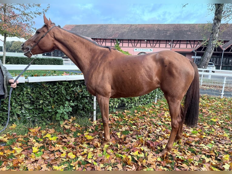 Pur-sang anglais Jument 5 Ans 164 cm Alezan in Schweighofen