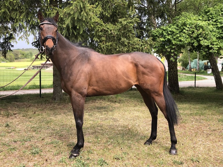 Pur-sang anglais Jument 5 Ans 165 cm Bai in Bebra
