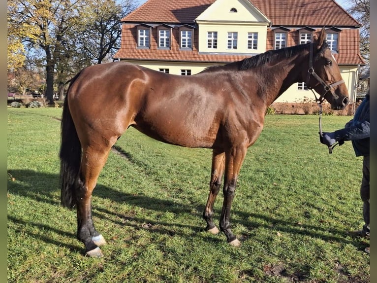 Pur-sang anglais Jument 5 Ans 168 cm  in Neuenhagen bei Berlin