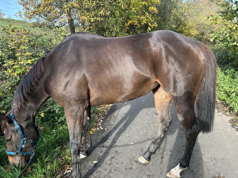 Pur-sang anglais Jument 6 Ans 151 cm Bai cerise in Quirnbach