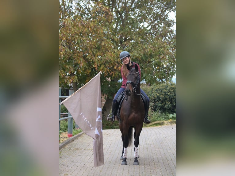 Pur-sang anglais Jument 6 Ans 153 cm Bai in Bad Wimpfen