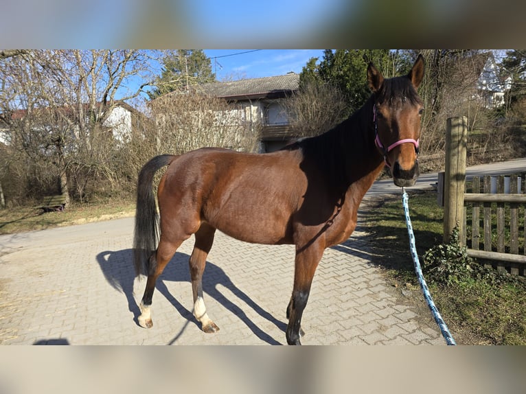 Pur-sang anglais Jument 6 Ans 158 cm Bai in Bietigheim-Bissingen
