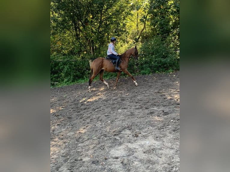 Pur-sang anglais Jument 6 Ans 160 cm Alezan in Hamburg Lemsahl-Mellingstedt
