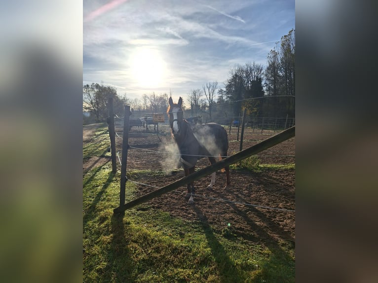 Pur-sang anglais Jument 6 Ans 160 cm Alezan in Sinzheim