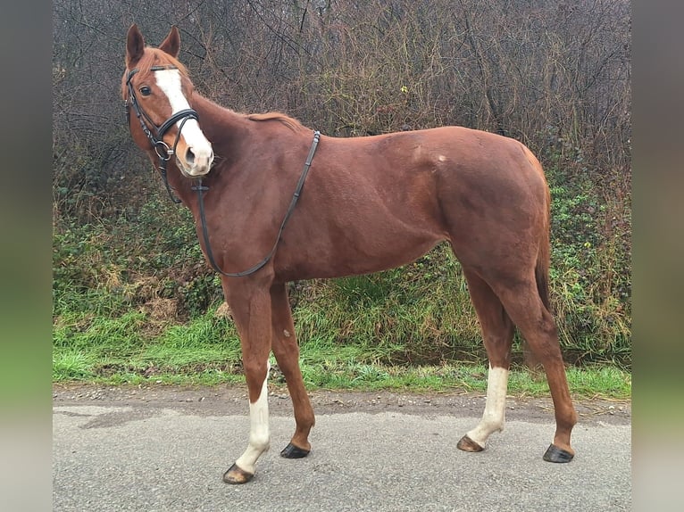 Pur-sang anglais Jument 6 Ans 160 cm Alezan in Sinzheim