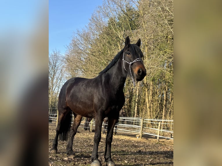 Pur-sang anglais Croisé Jument 6 Ans 160 cm Bai brun in Geestland