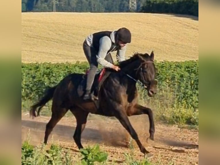 Pur-sang anglais Jument 6 Ans 160 cm Bai brun foncé in Beckingen
