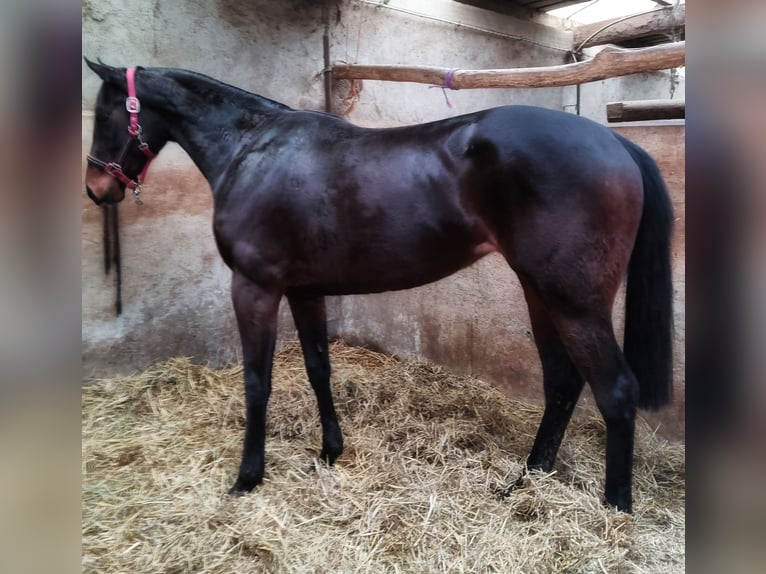 Pur-sang anglais Jument 6 Ans 160 cm Bai brun foncé in Beckingen