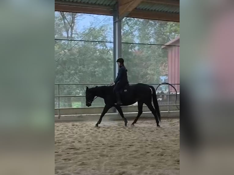 Pur-sang anglais Jument 6 Ans 160 cm Bai in Maria Neustift