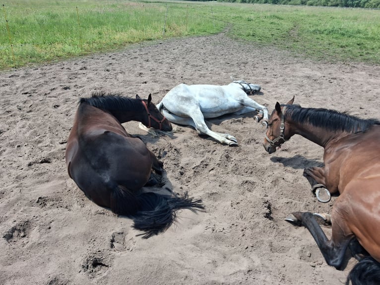 Pur-sang anglais Jument 6 Ans 160 cm Gris in Gifhorn