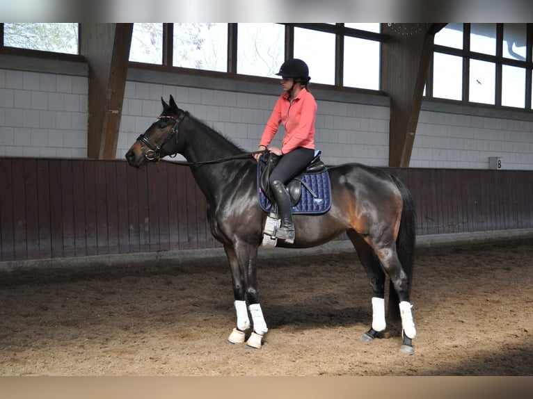 Pur-sang anglais Jument 6 Ans 161 cm Bai brun in Merzenich