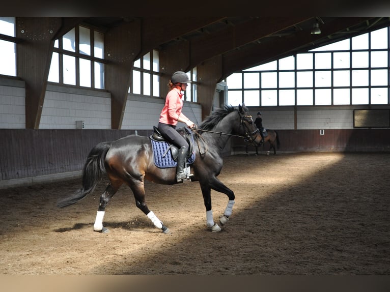 Pur-sang anglais Jument 6 Ans 161 cm Bai brun in Merzenich