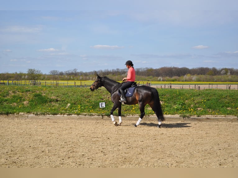 Pur-sang anglais Jument 6 Ans 161 cm Bai brun in Merzenich