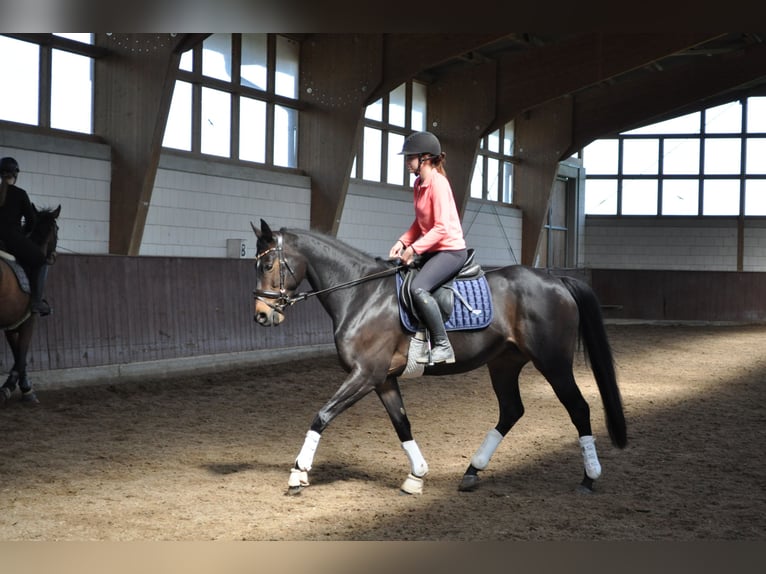 Pur-sang anglais Jument 6 Ans 161 cm Bai brun in Merzenich