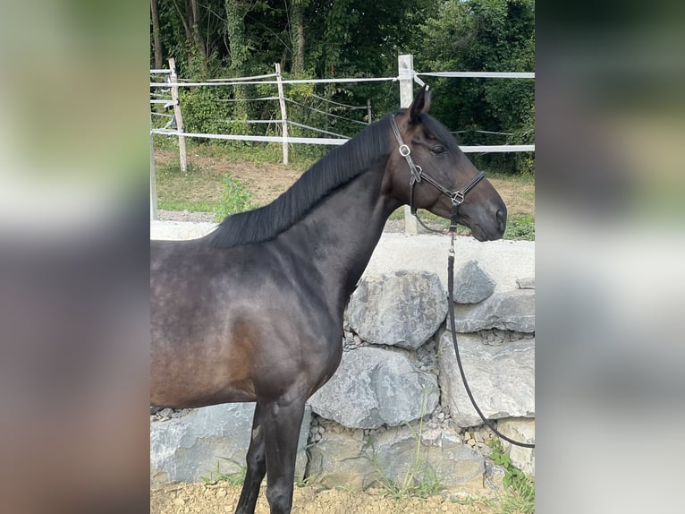 Pur-sang anglais Jument 6 Ans 161 cm Bai brun in Feldbach