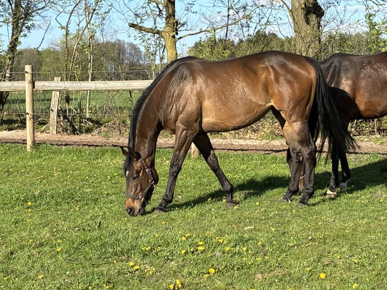 Pur-sang anglais Jument 6 Ans 162 cm Bai brun in Schneverdingen
