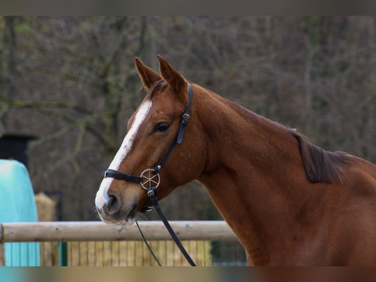 Pur-sang anglais Jument 6 Ans 163 cm Alezan brûlé in Hilden