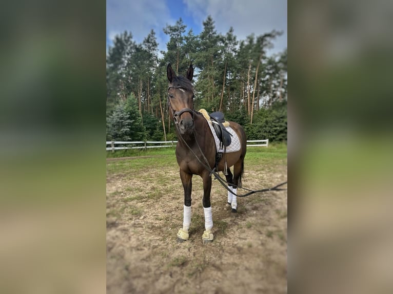 Pur-sang anglais Jument 6 Ans 163 cm Bai brun in Potsdam