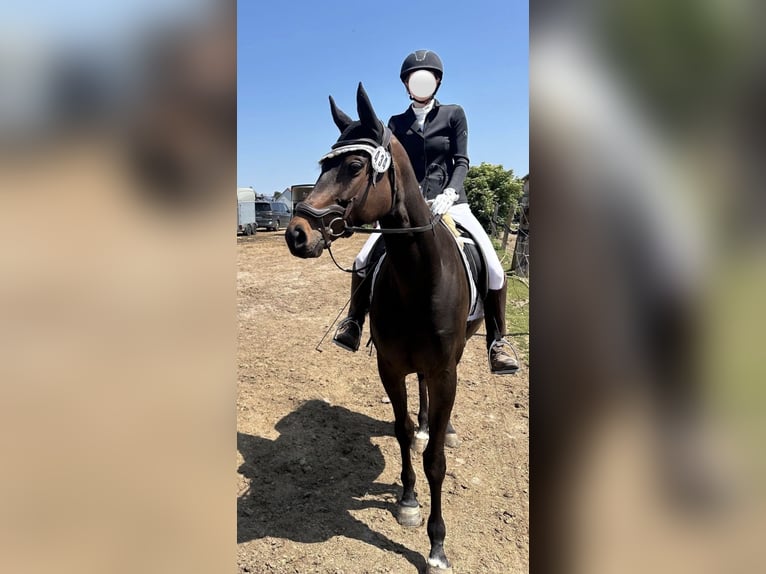 Pur-sang anglais Jument 6 Ans 163 cm Bai brun in Potsdam