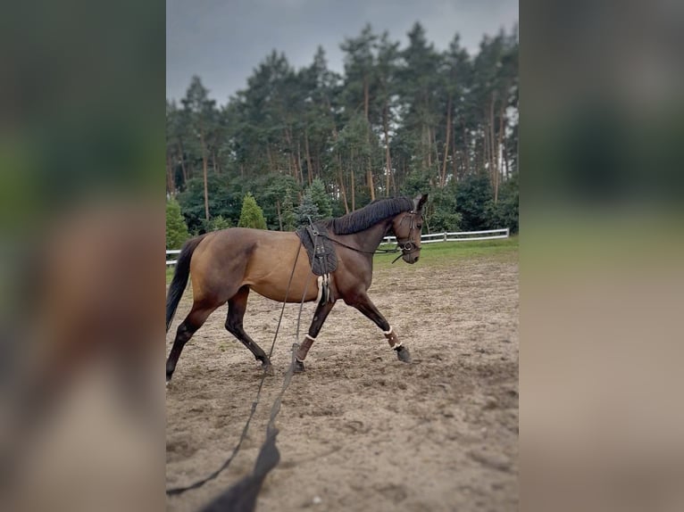 Pur-sang anglais Jument 6 Ans 163 cm Bai brun in Potsdam