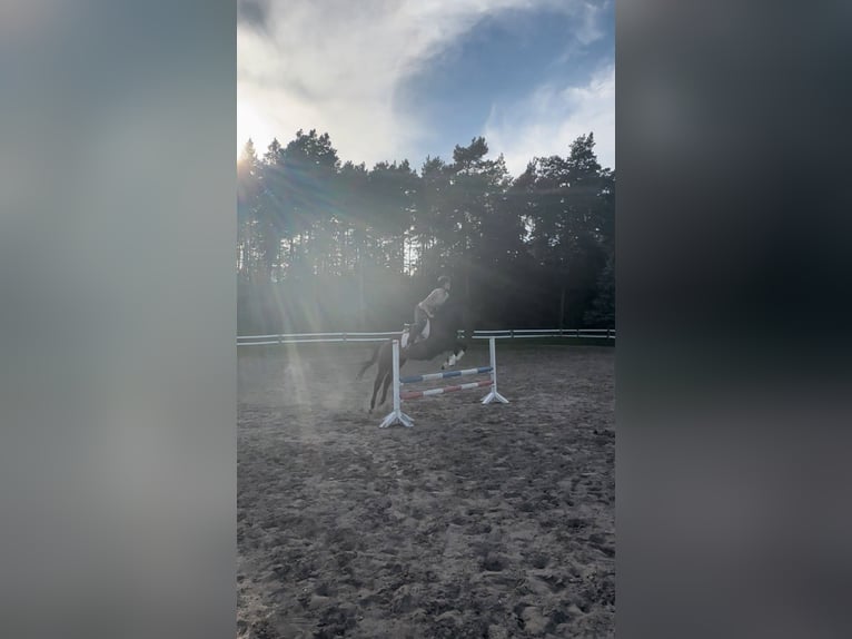 Pur-sang anglais Jument 6 Ans 163 cm Bai brun in Potsdam