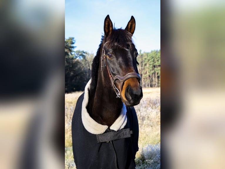 Pur-sang anglais Jument 6 Ans 163 cm Bai brun in Potsdam