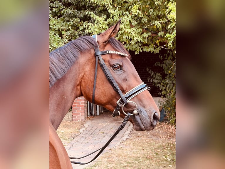Pur-sang anglais Jument 6 Ans 163 cm Bai in Schwarme