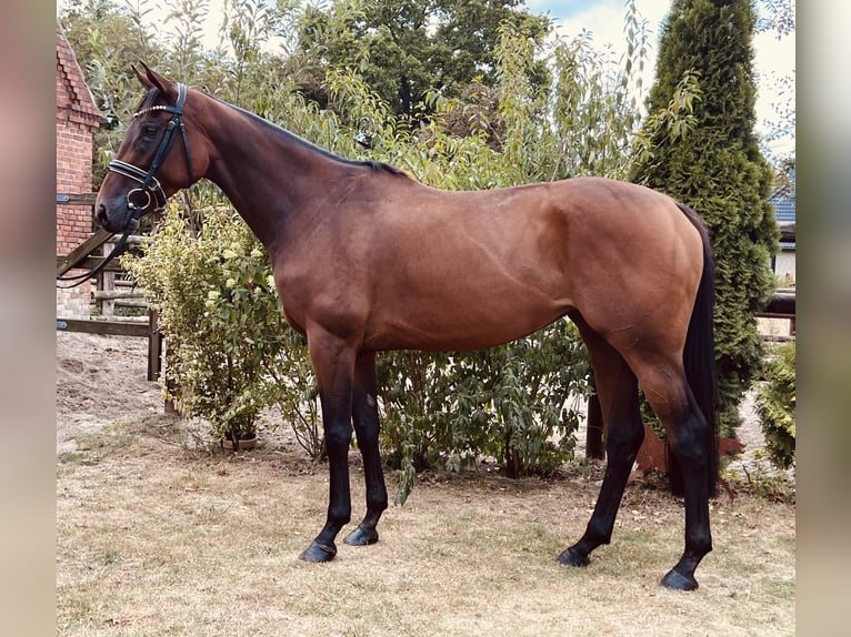 Pur-sang anglais Jument 6 Ans 163 cm Bai in Schwarme
