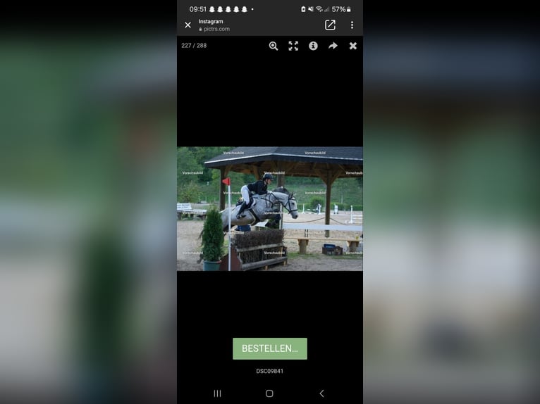 Pur-sang anglais Jument 6 Ans 163 cm Gris moucheté in St&#xFC;denitz-Sch&#xF6;nermark