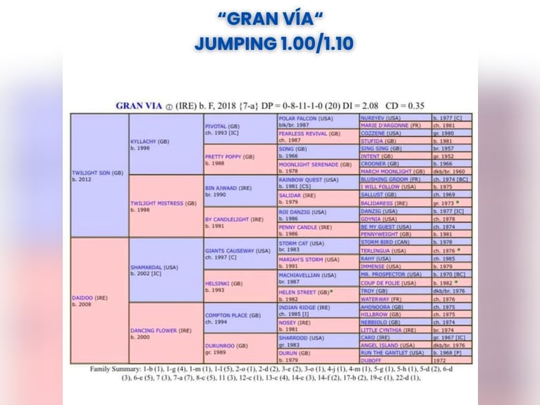 Pur-sang anglais Jument 6 Ans 165 cm Bai brun in Lardero