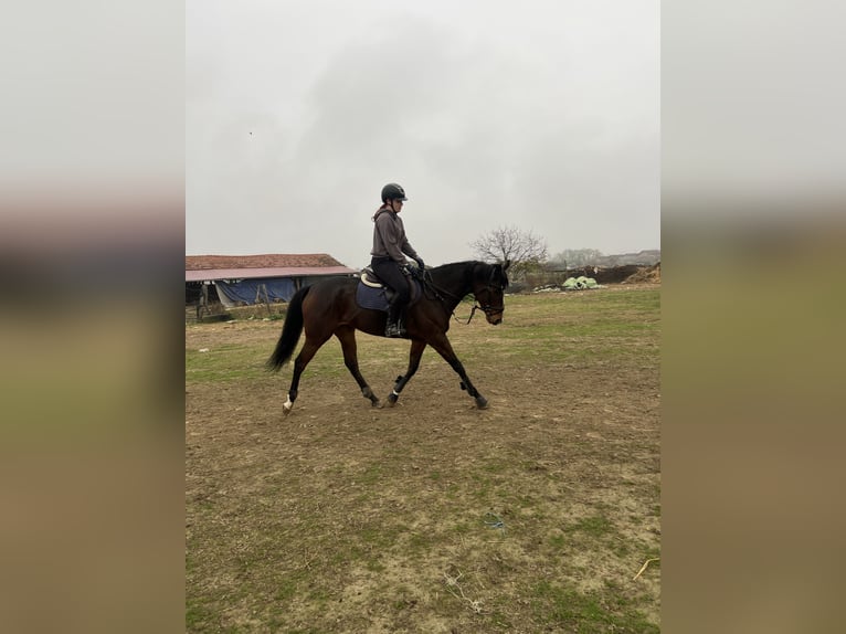 Pur-sang anglais Jument 6 Ans 165 cm Bai in Satnica &#x110;akova&#x10D;ka