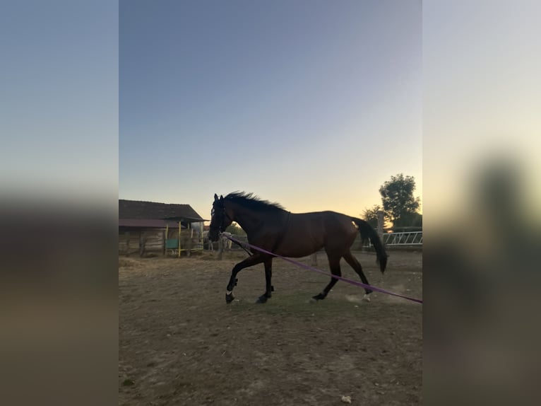 Pur-sang anglais Jument 6 Ans 165 cm Bai in Satnica &#x110;akova&#x10D;ka