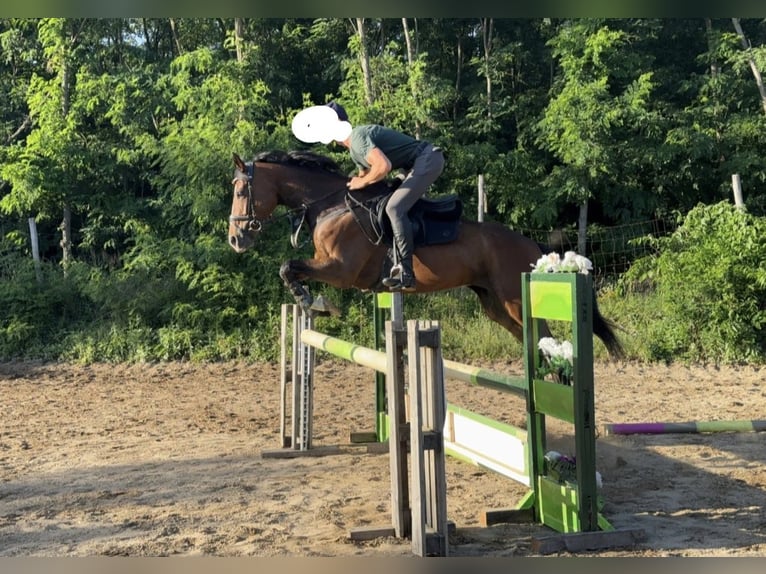 Pur-sang anglais Jument 6 Ans 165 cm Bai in Satnica &#x110;akova&#x10D;ka