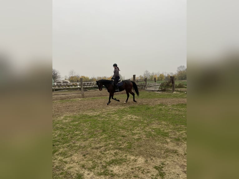 Pur-sang anglais Jument 6 Ans 165 cm Bai in Satnica &#x110;akova&#x10D;ka