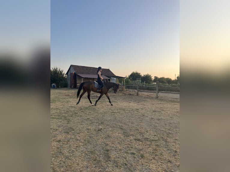 Pur-sang anglais Jument 6 Ans 165 cm Bai in Satnica &#x110;akova&#x10D;ka