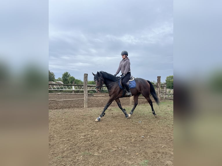 Pur-sang anglais Jument 6 Ans 165 cm Bai in Satnica &#x110;akova&#x10D;ka