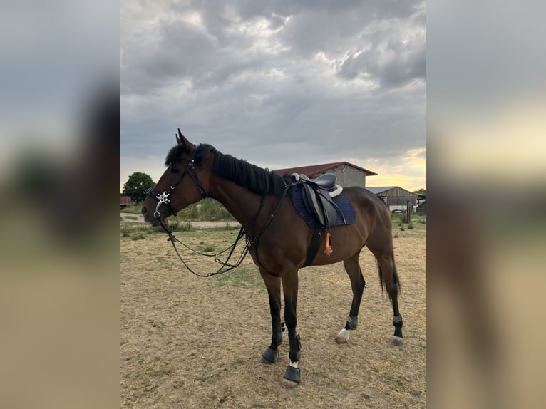 Pur-sang anglais Jument 6 Ans 165 cm Bai in Satnica &#x110;akova&#x10D;ka