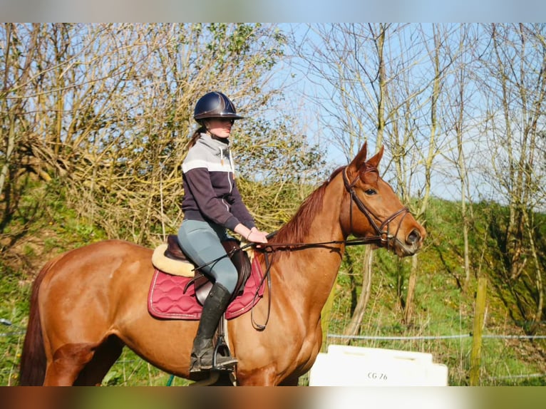 Pur-sang anglais Jument 6 Ans 166 cm Alezan in 22 Rue Lemoine Montoire-sur-le-loir