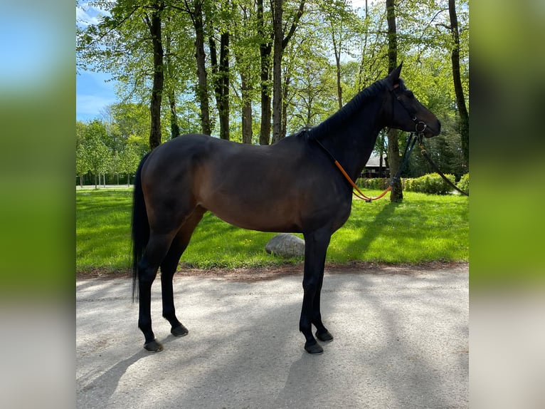 Pur-sang anglais Jument 6 Ans 166 cm Bai brun foncé in Berlin