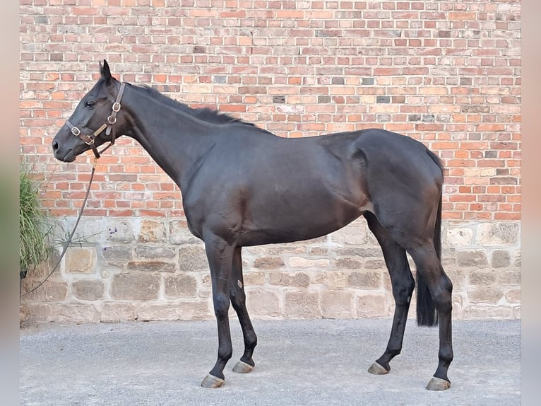 Pur-sang anglais Jument 6 Ans 169 cm Bai brun foncé in Walsrode