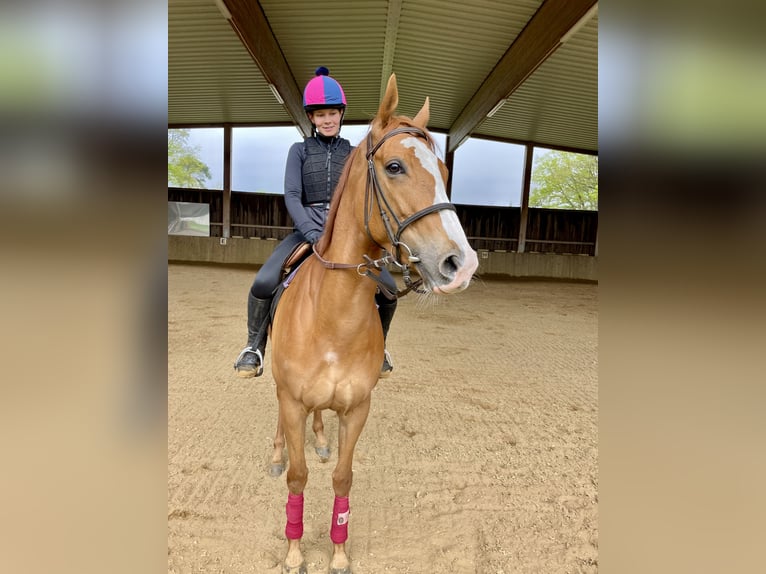 Pur-sang anglais Jument 6 Ans Alezan in Neuenhagen