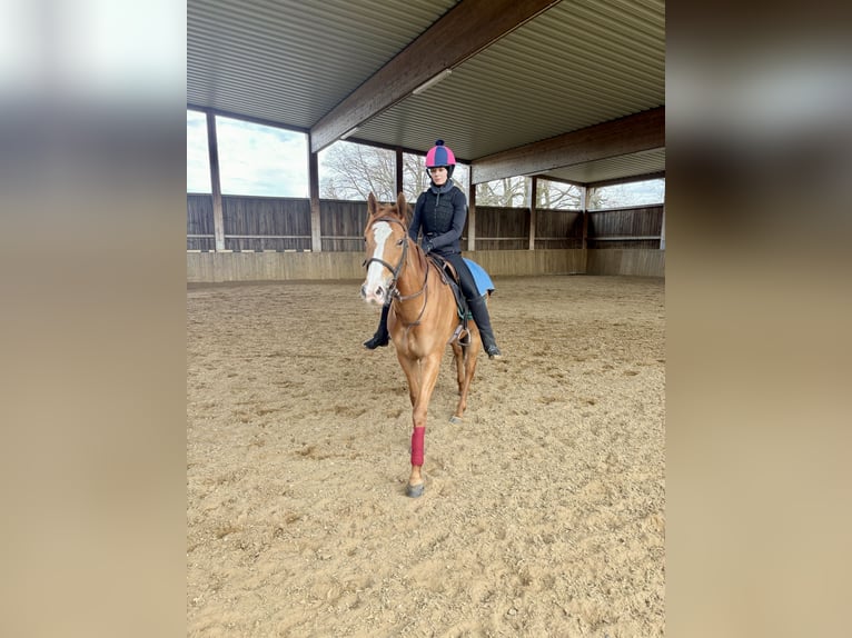 Pur-sang anglais Jument 6 Ans Alezan in Neuenhagen
